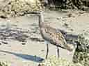 鳥類図鑑・チュウシャクシギ 1